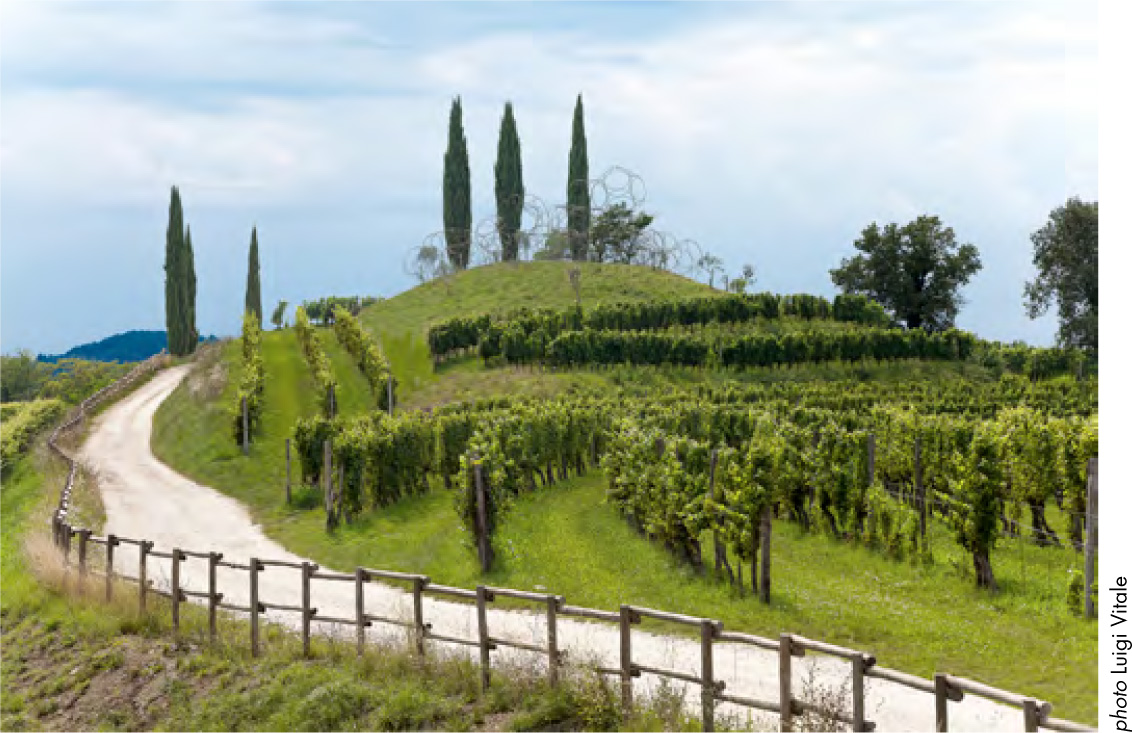 Vigne Museum Landscape